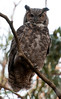 SmugMug > all-time keyword > horned > Great Horned Owl, Canada Cove, Half Moon Bay, California