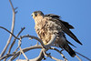 SmugMug > all-time keyword > peregrin > Upload photo