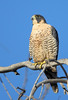 SmugMug > all-time keyword > peregrin > Upload photo