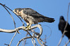 SmugMug > all-time keyword > peregrin > Upload photo