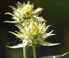 SmugMug > all-time keyword > plant > OLYMPUS DIGITAL CAMERA