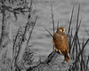 SmugMug > all-time keyword > peregrine > BPN photo