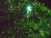 SmugMug > all-time keyword > lamp > India Development Coalition of America photo