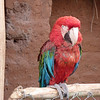 SmugMug > all-time keyword > parrot > Houston Zoo, 03/07/09 photo